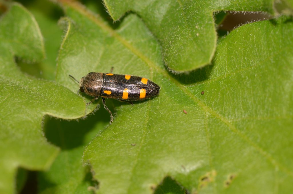 Buprestidae da ID: Ptosima undecimmaculata